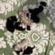 Border Collie Puppies