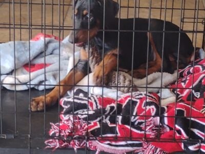 Doberman pincher puppy female 8 weeks