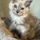 Pale Blue Smoke European Maine Coon