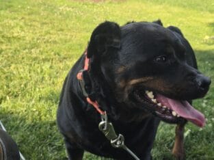 4 year old friendly rottweiler
