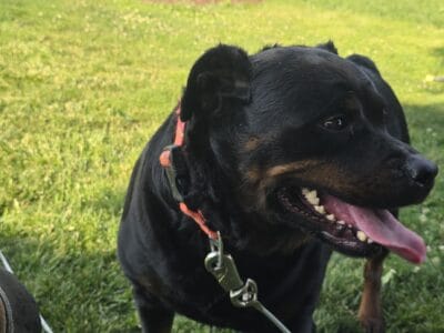 4 year old friendly rottweiler