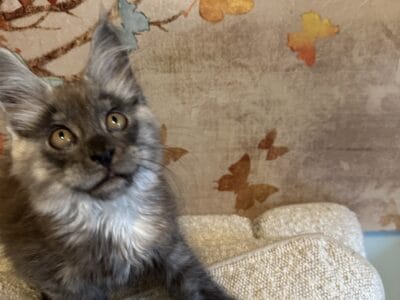 Dark Smoke Maine Coon