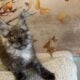 Dark Smoke Maine Coon