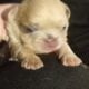 Registered Isabella fluffy French bulldog puppies