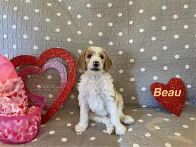 CKC Standard Poodle- Beau ( Gold Collar)