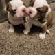 Boston puppy!