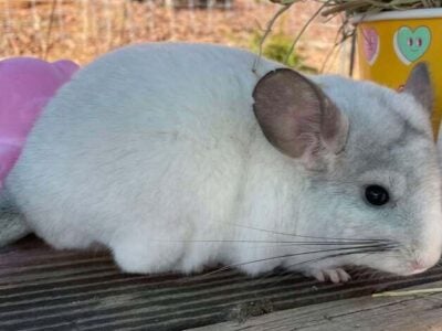 Chinchillas For Sale