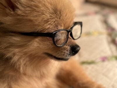 L00king for a small , male Pomeranian puppy.