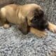 English Mastiff puppies