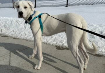 Great Pyrenees Mix for adoption