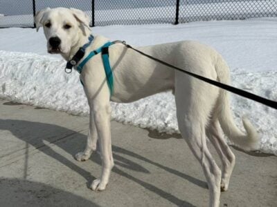 Great Pyrenees Mix for adoption