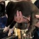 American Bully Catahoula Leopard/Boxer Puppies