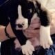 American Bully Catahoula Leopard/Boxer Puppies