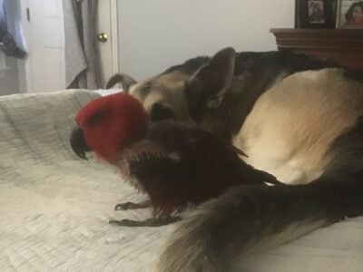 Old girl