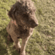 Mixed Bernedoodle Puppies & Mom
