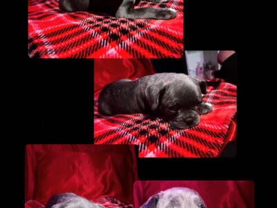 Male #4 French Bulldog/Micro Bully born 12/7/24