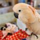 Moluccan Cockatoo Parrot Baby Noel