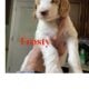 Goldendoodle F1B