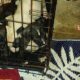 Pit Bull/Presa Canario puppies for sale i