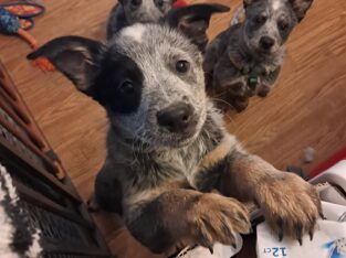 Blue heeler