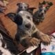 Blue heeler