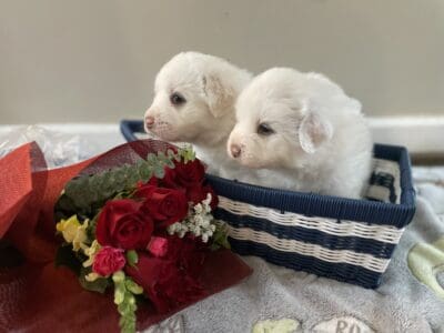 5 weeks old Great Pyrenees