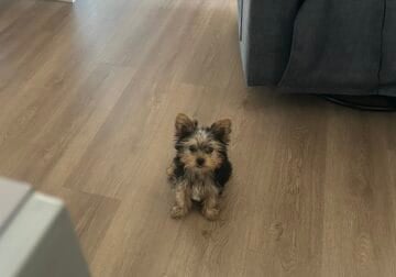 yorkie