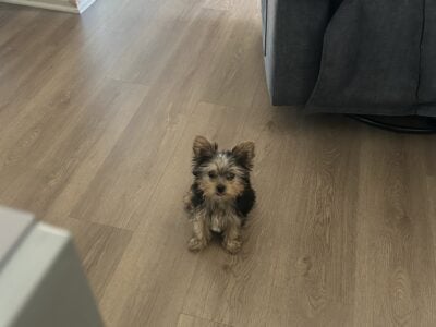 yorkie