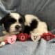 CKC Registered Shih Tzu Puppy