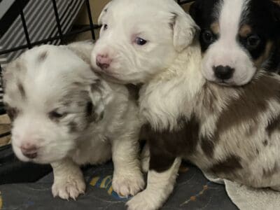 Aussie Mix Puppies
