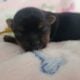Yorkie~Chihuahua Chorkie Puppies