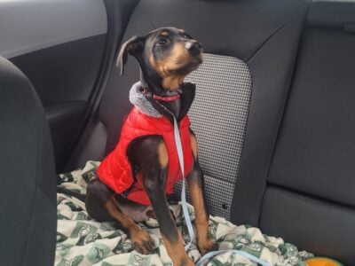 Doberman Puppy (Great with Kids)