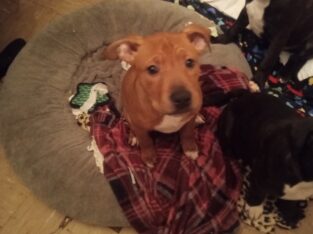 Pitbull puppies in need of a good home!