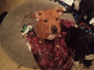 Pitbull puppies in need of a good home!