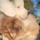 AKC Registry of “purebred” Australian Shepherds