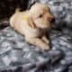 AKC Golden Retiver
