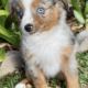 Toy Australian Shepherd puppies