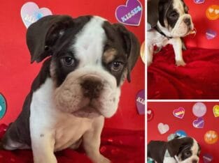 English Bulldog Chocolate
