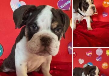 English Bulldog Chocolate