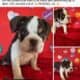 English Bulldog Chocolate