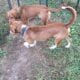 Bountiful Beagles
