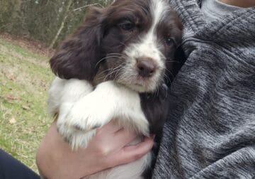 English Springer Spaniels