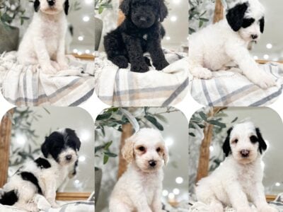 Goldendoodle Puppies