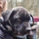 Rehoming puppies