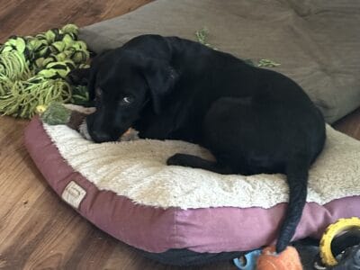 Lab puppy