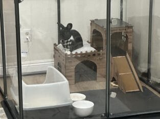 Bunny
