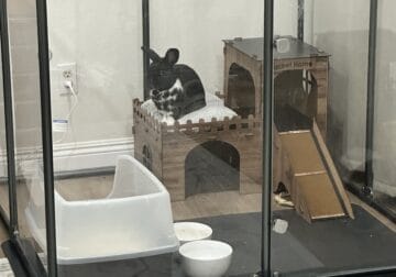 Bunny