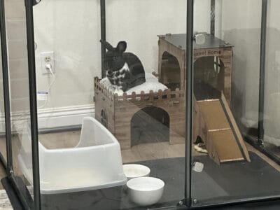Bunny