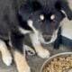 Rehoming 2 Border Collie Puppies