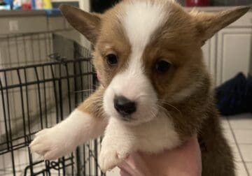 Pembroke Welsh Corgi puppies